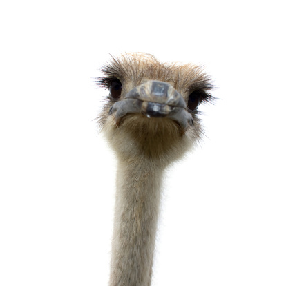 ostrich isolated on white background