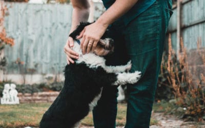 Is pet insurance worth the cost?